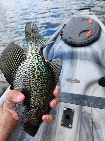 Black Crappie