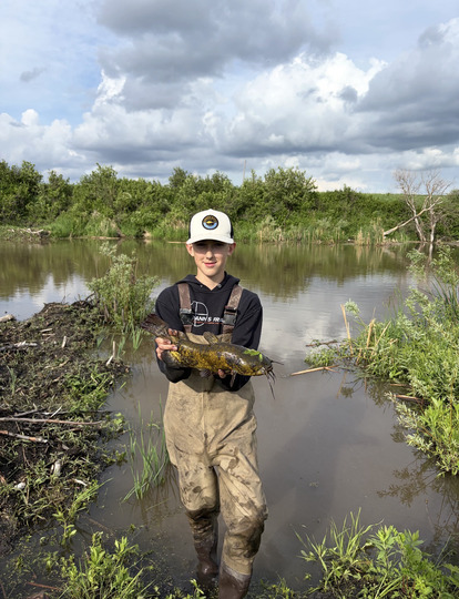 Bullhead