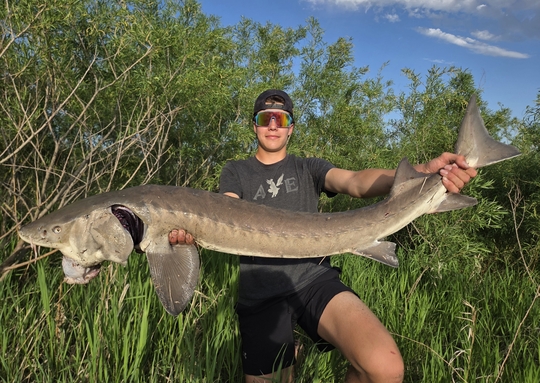 Lake Sturgeon