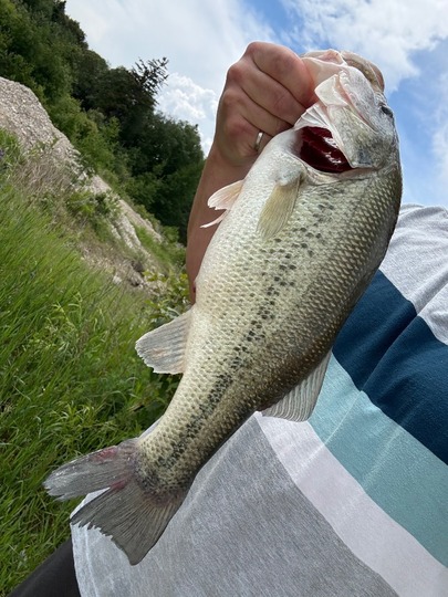Largemouth Bass