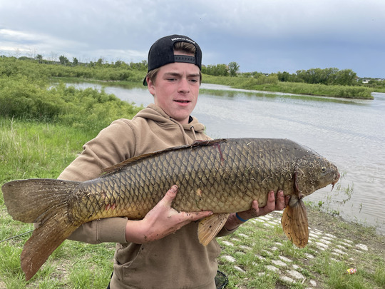 Common Carp