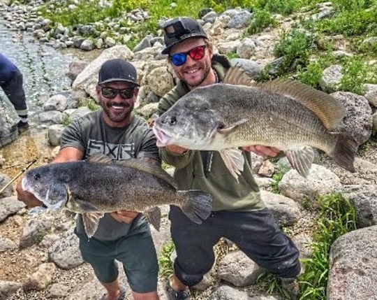 Freshwater Drum