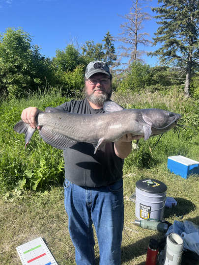 Channel Catfish