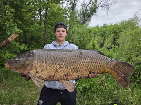 Common Carp