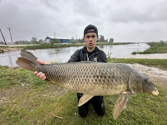 Common Carp