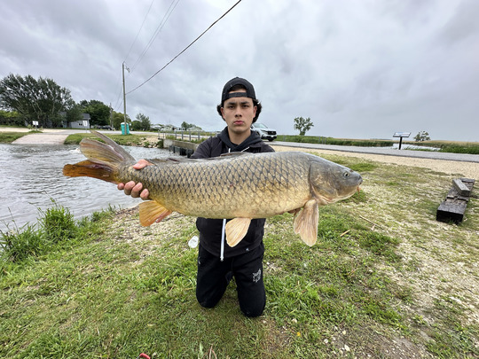 Common Carp