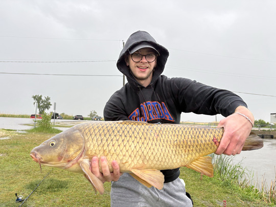 Common Carp