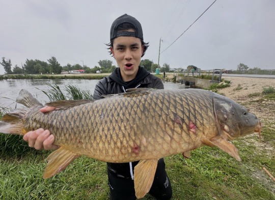 Common Carp