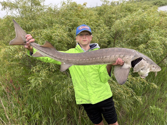 Lake Sturgeon