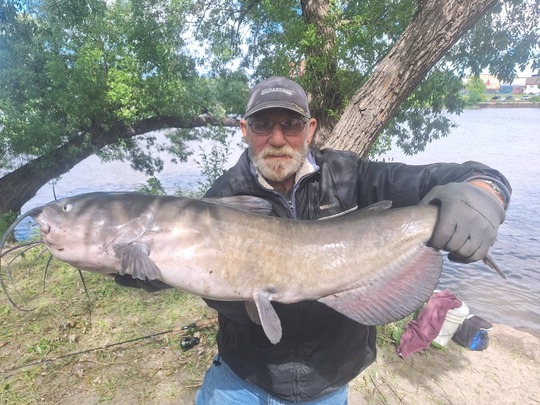Channel Catfish