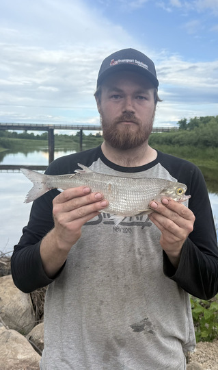 Goldeye