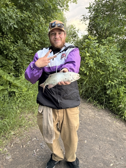 Goldeye