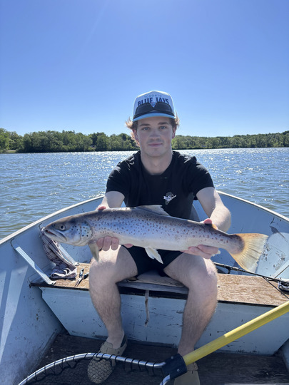 Brown Trout