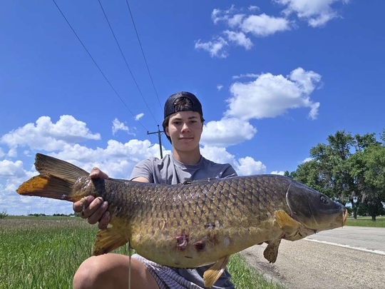 Common Carp