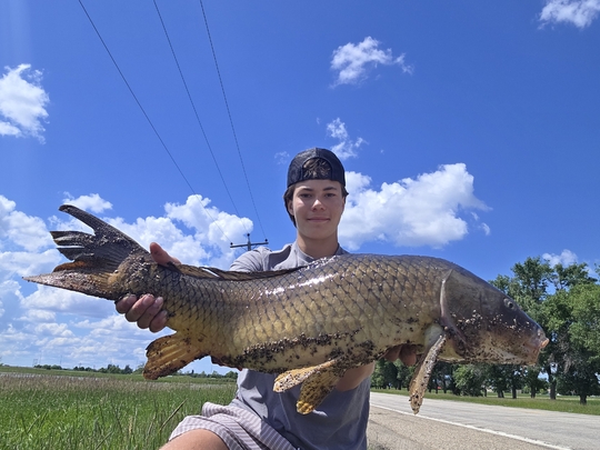 Common Carp