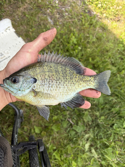 Sunfish