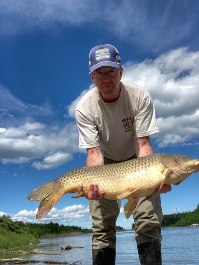 Common Carp