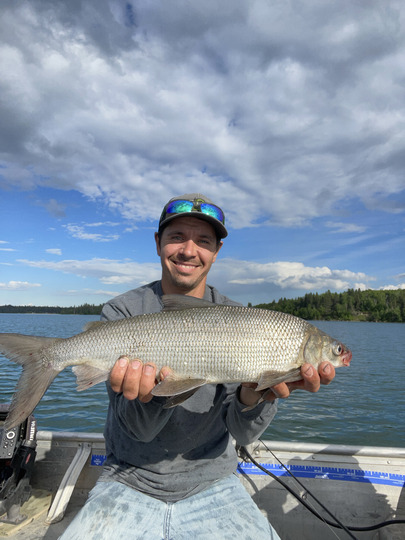 Lake Whitefish