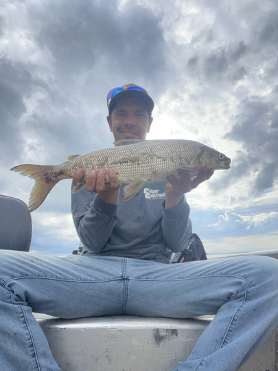 Lake Whitefish
