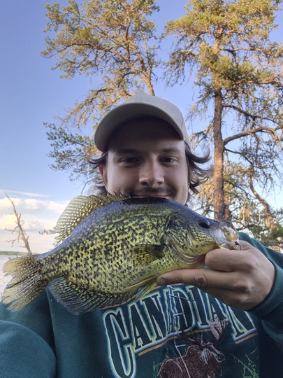 Black Crappie
