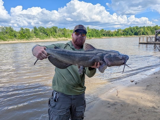 Channel Catfish