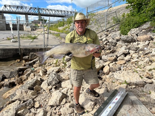 Channel Catfish