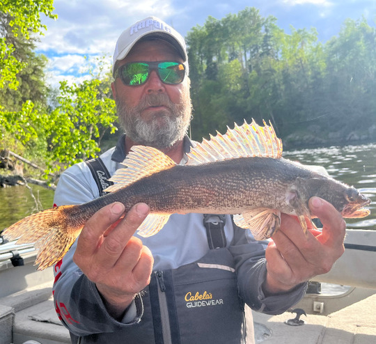 Sauger