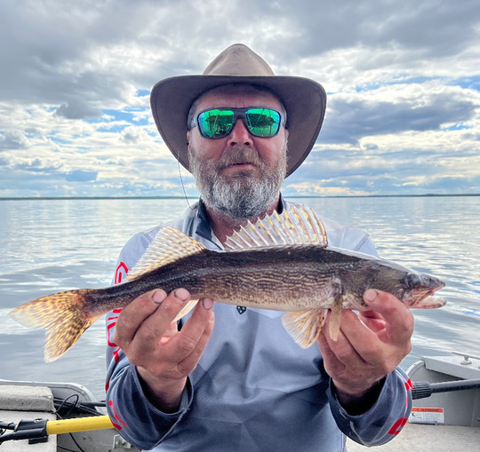 Sauger