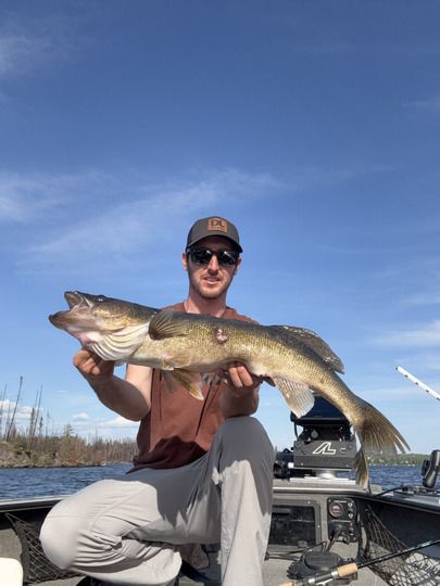 Walleye