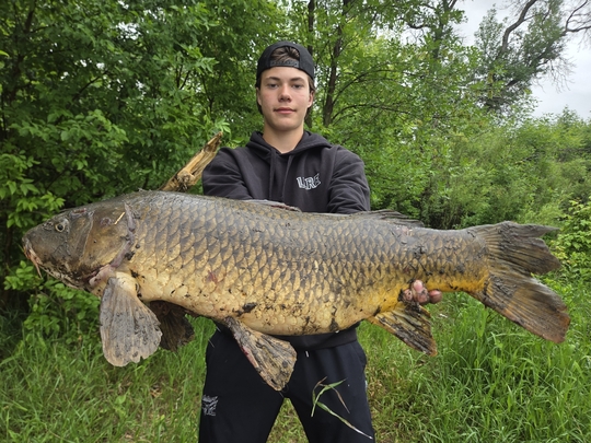 Common Carp