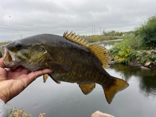 Smallmouth Bass