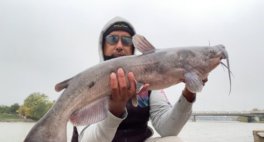 Channel Catfish