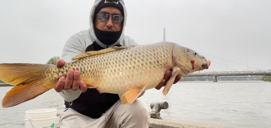 Common Carp