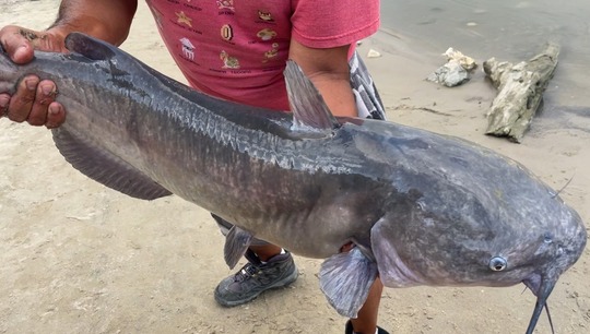 Channel Catfish