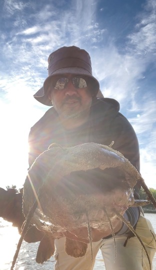 Channel Catfish