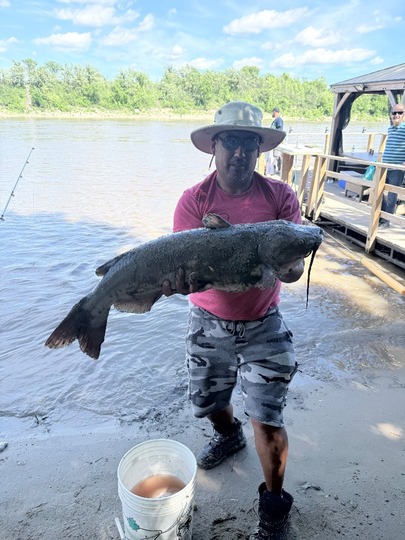 Channel Catfish