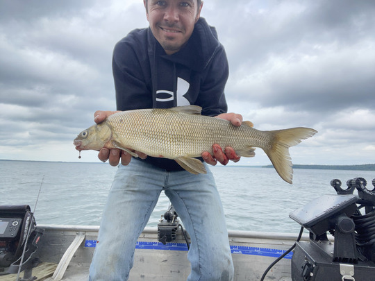 Lake Whitefish