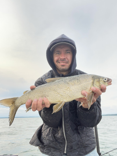 Lake Whitefish