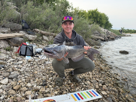 Channel Catfish