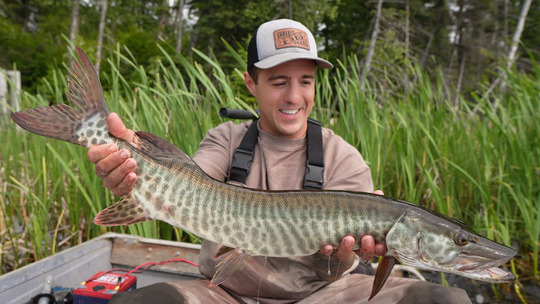 Muskellunge
