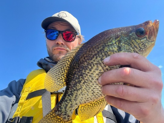 Black Crappie