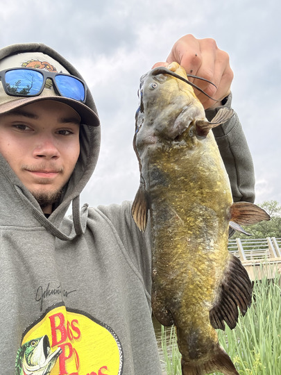 Bullhead