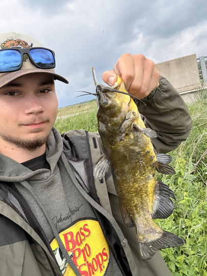 Bullhead