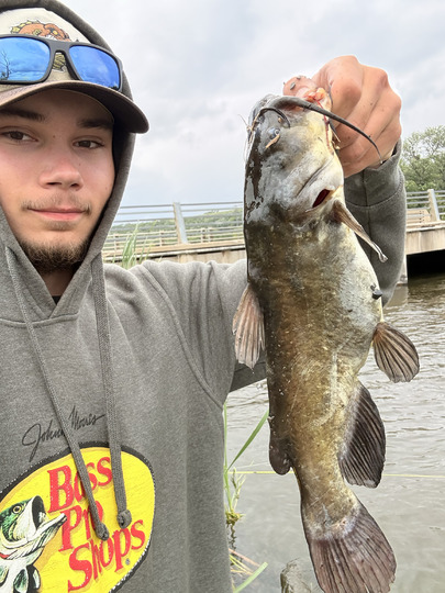 Bullhead