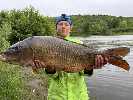 Common Carp