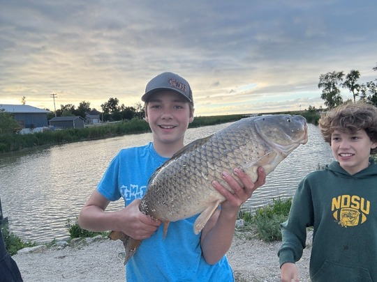 Common Carp