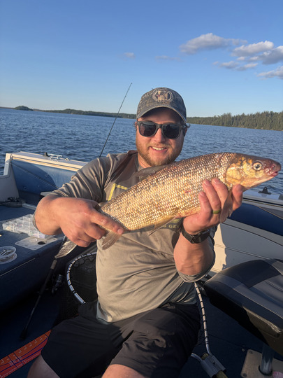 Lake Whitefish
