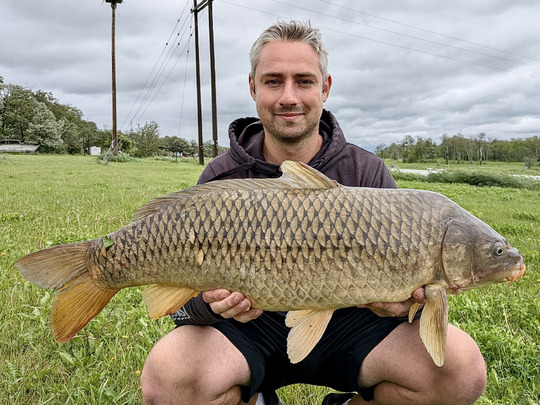 Common Carp