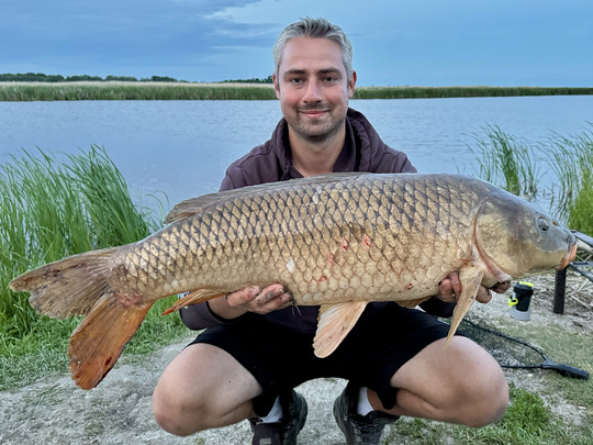 Common Carp