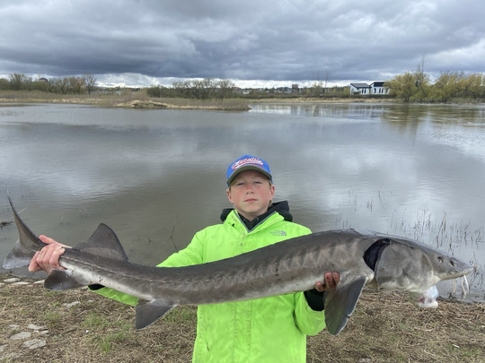Lake Sturgeon